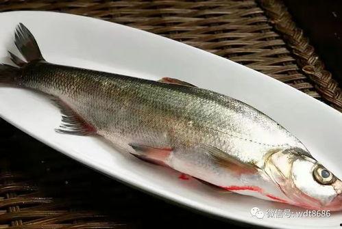 网红吃八瓜鱼视频,口感独特引网友热议! 第1张 网红吃八瓜鱼视频,口感独特引网友热议! 第1张